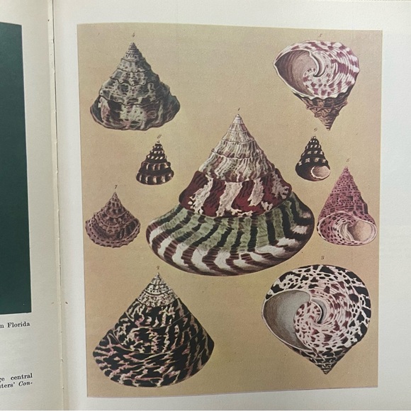 Shells Pleasures & Treasures First Edition Book with Slip Cover - Picture 13 of 13